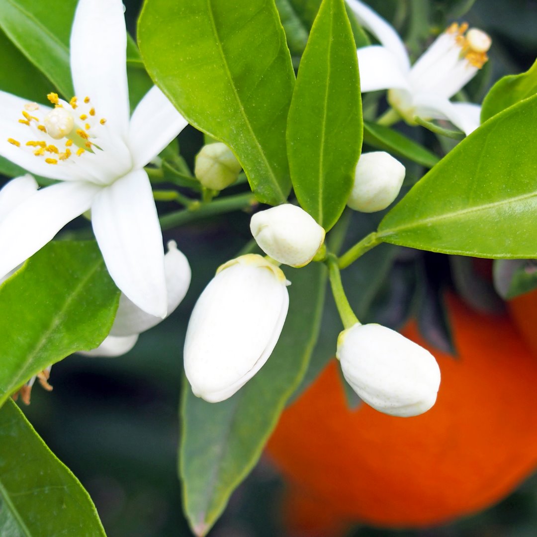 ORANGE BLOSSOM DRY OIL - MOROCCAN BEAUTY™